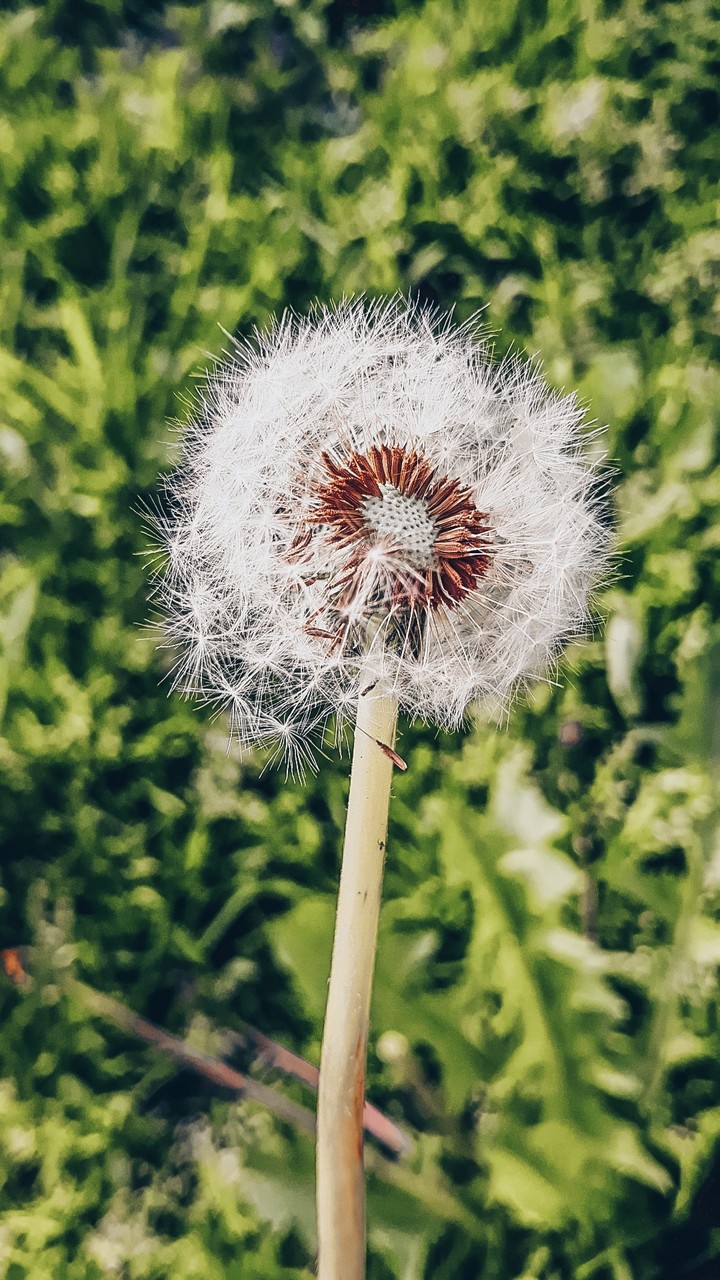 dandelion