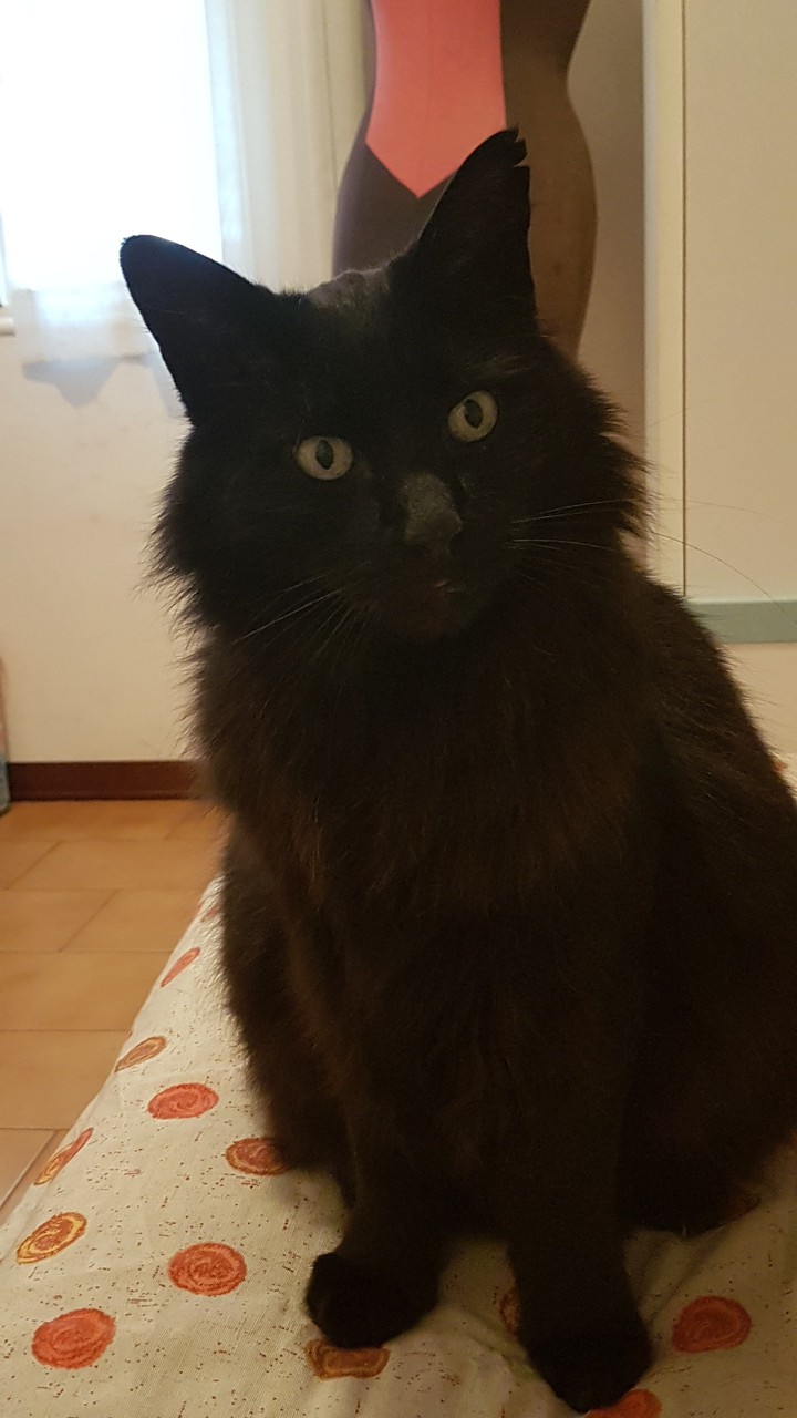 my cat