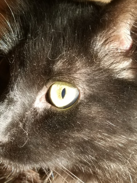 Fiona