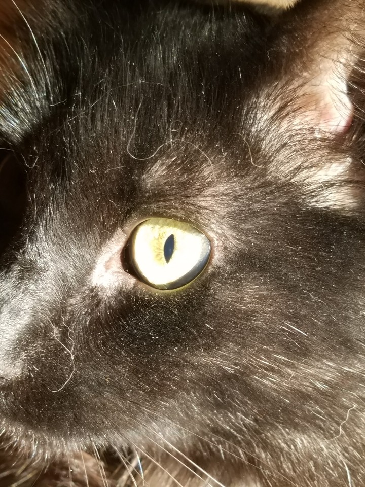 Fiona
