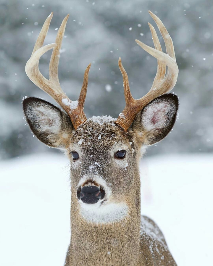 deer