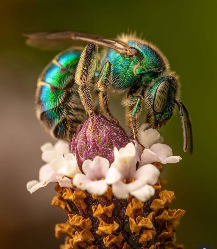 Bee
