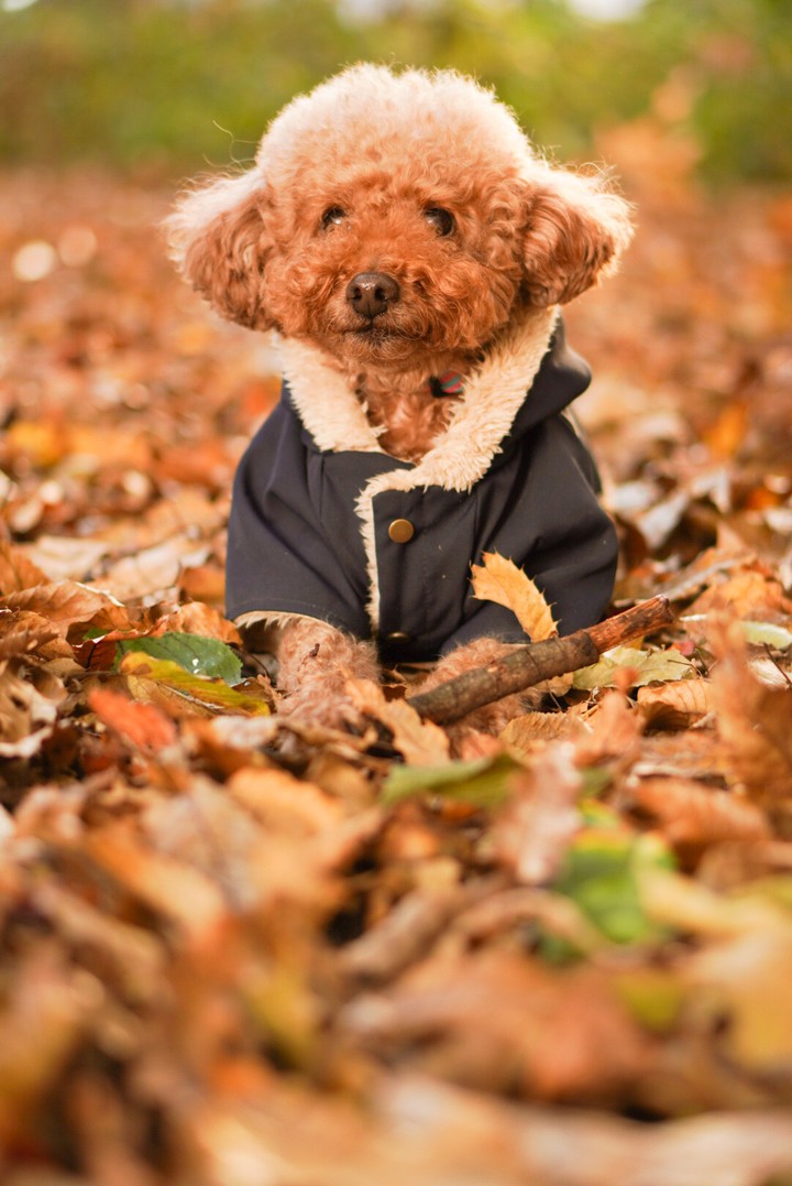 poodle toy.*