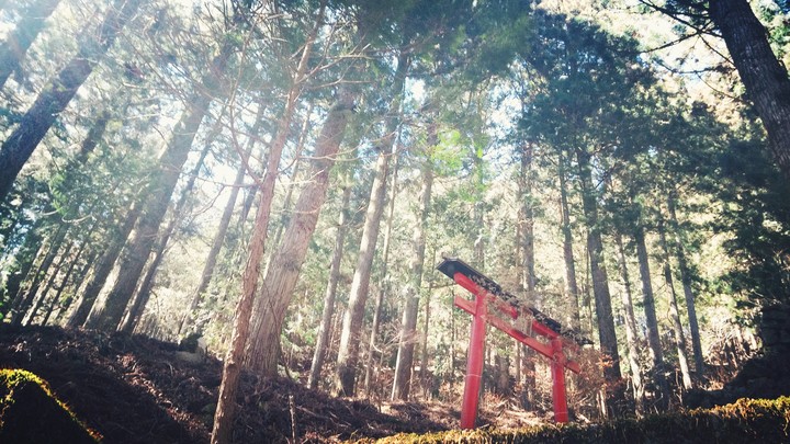 緑と鳥居