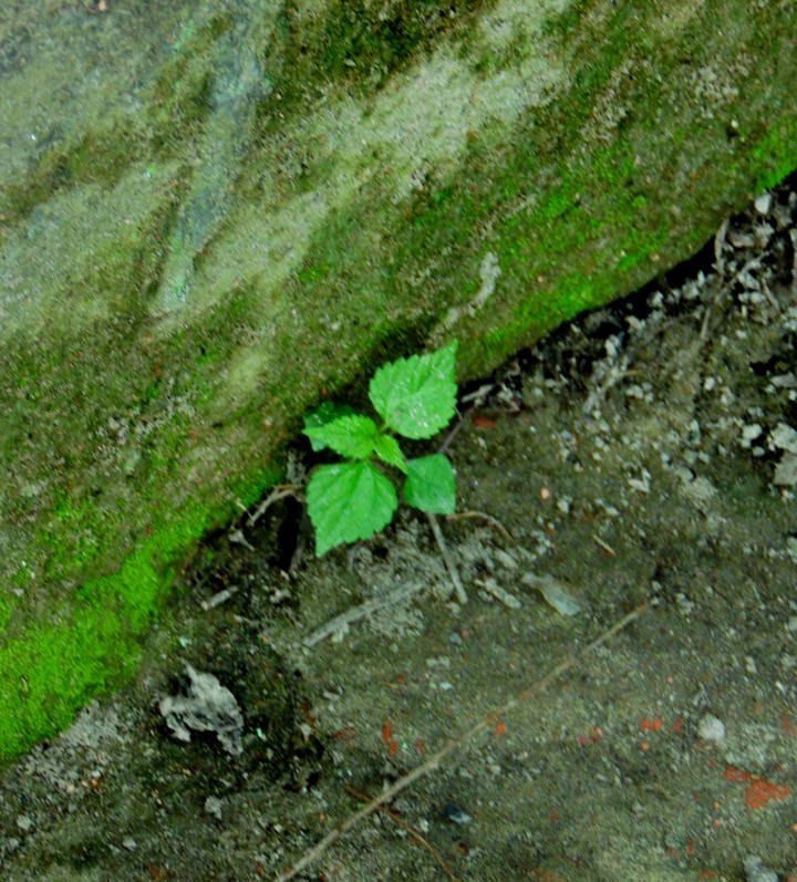 একটুখানি সবুজ