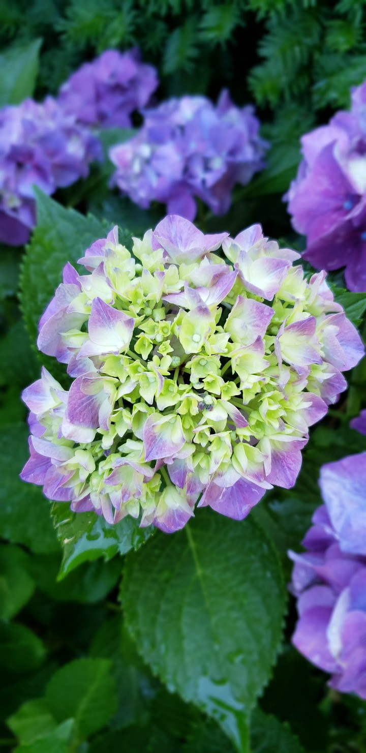 hydrangea