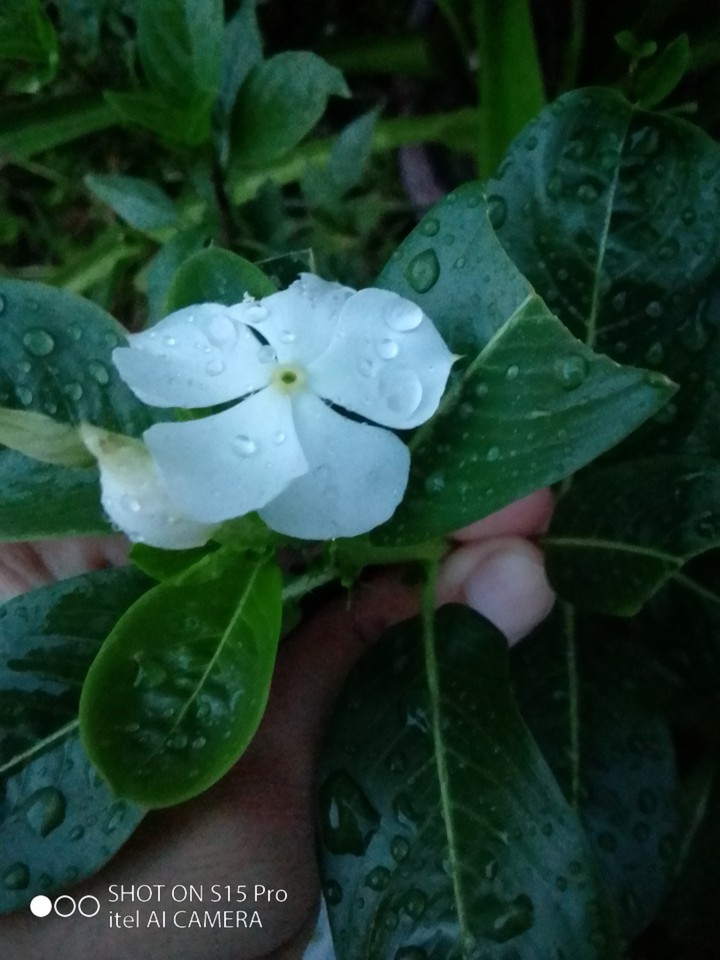 flower in rain