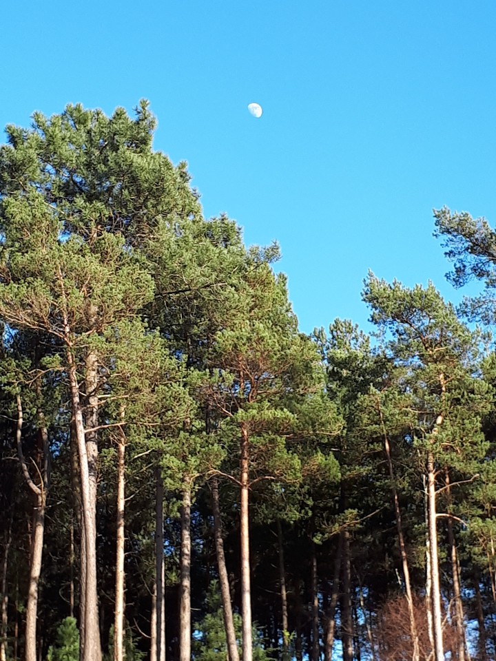 Moon trees