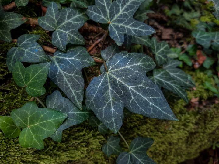 nature