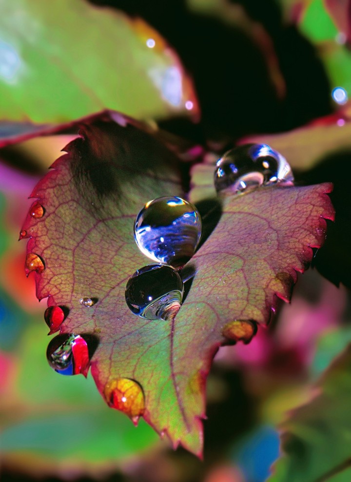 raindrops
