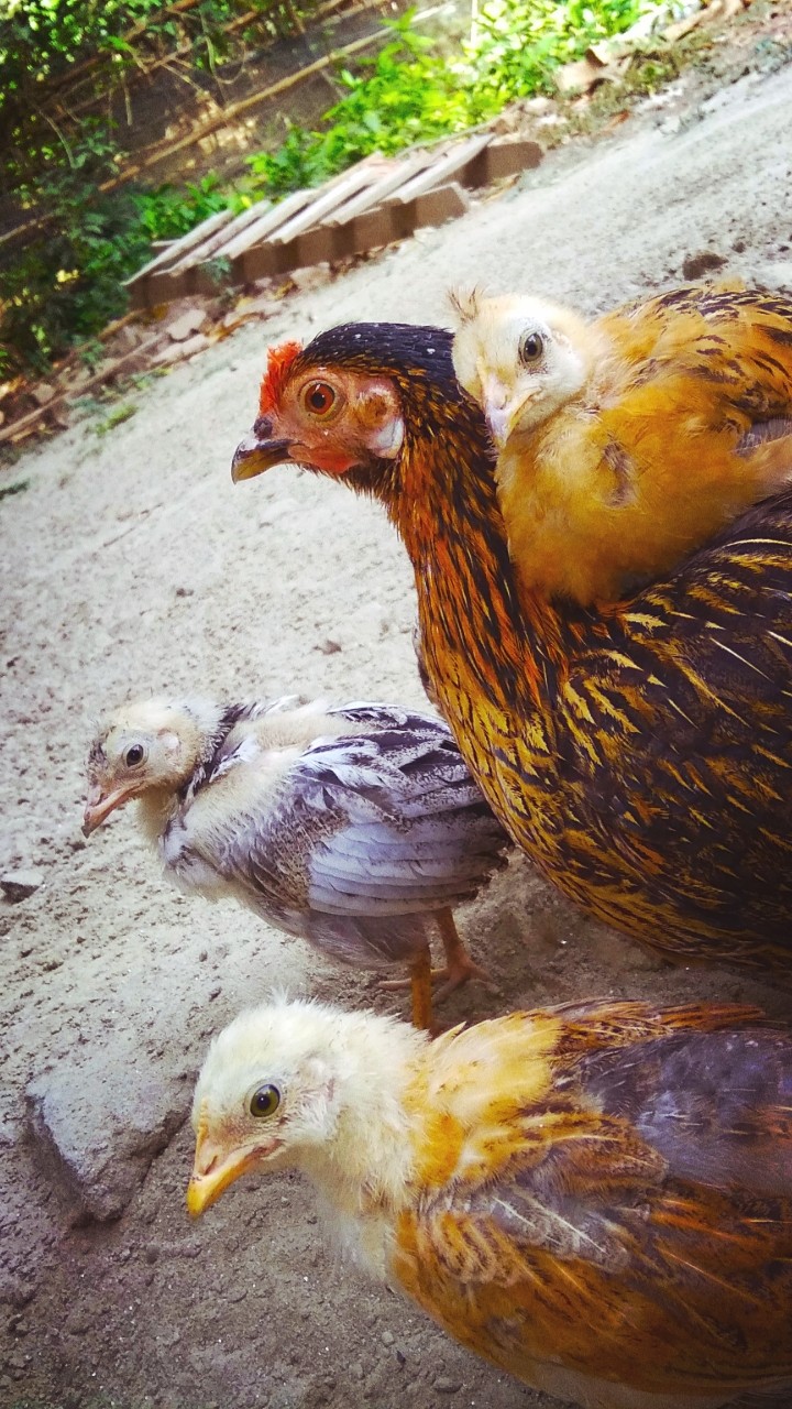 Chickening happy family
