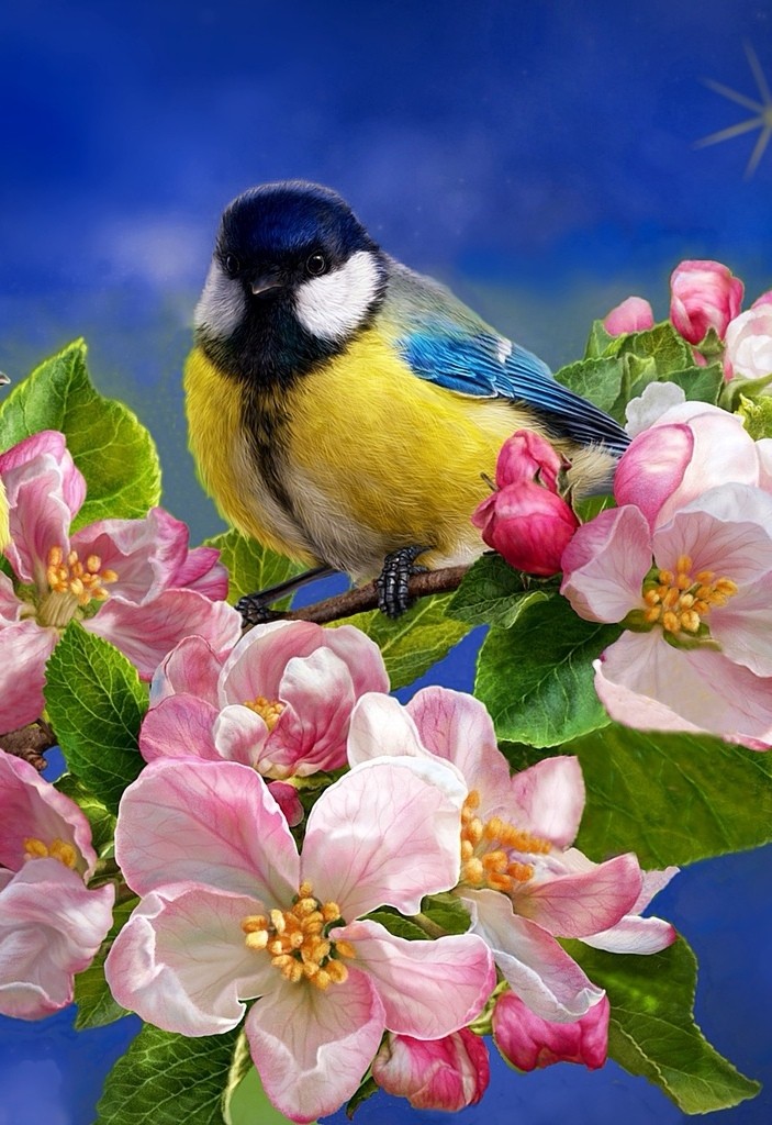 bluetit