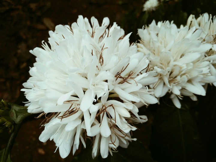 coffee flowers
