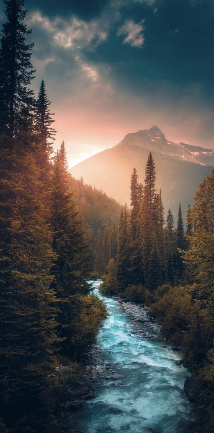 forest