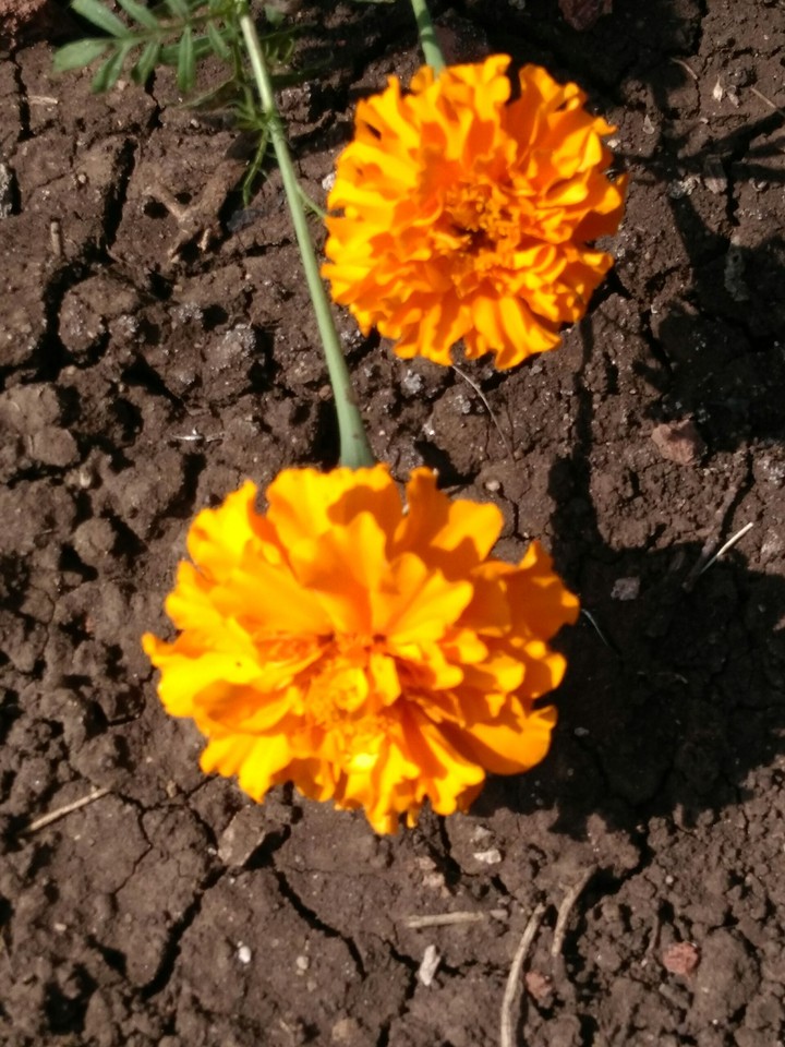 calendula