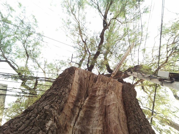 tree