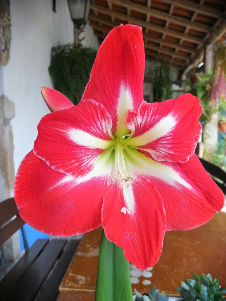 flor