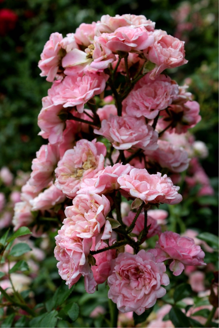 little roses 