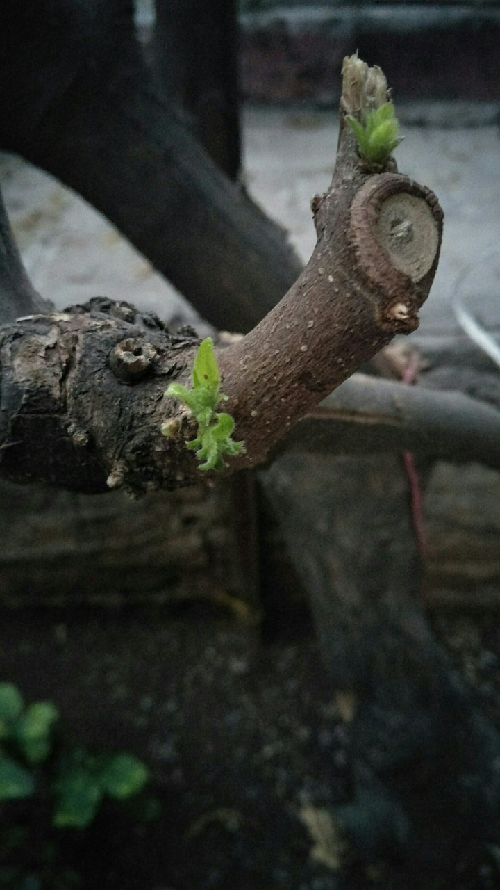 Hope