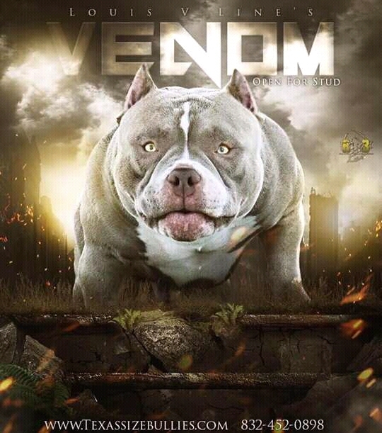 my bulldog