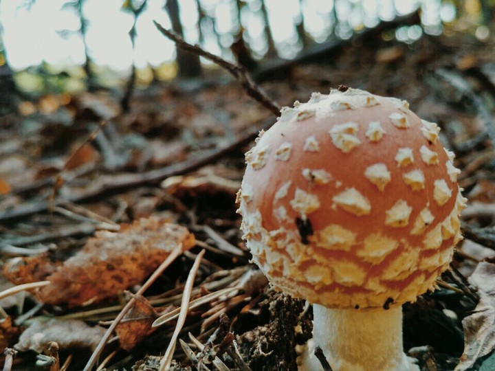 Mushroom