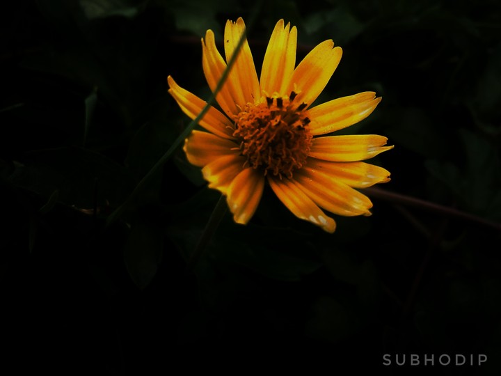 flower