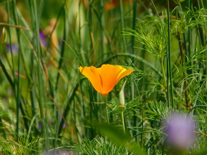 Goldmohn