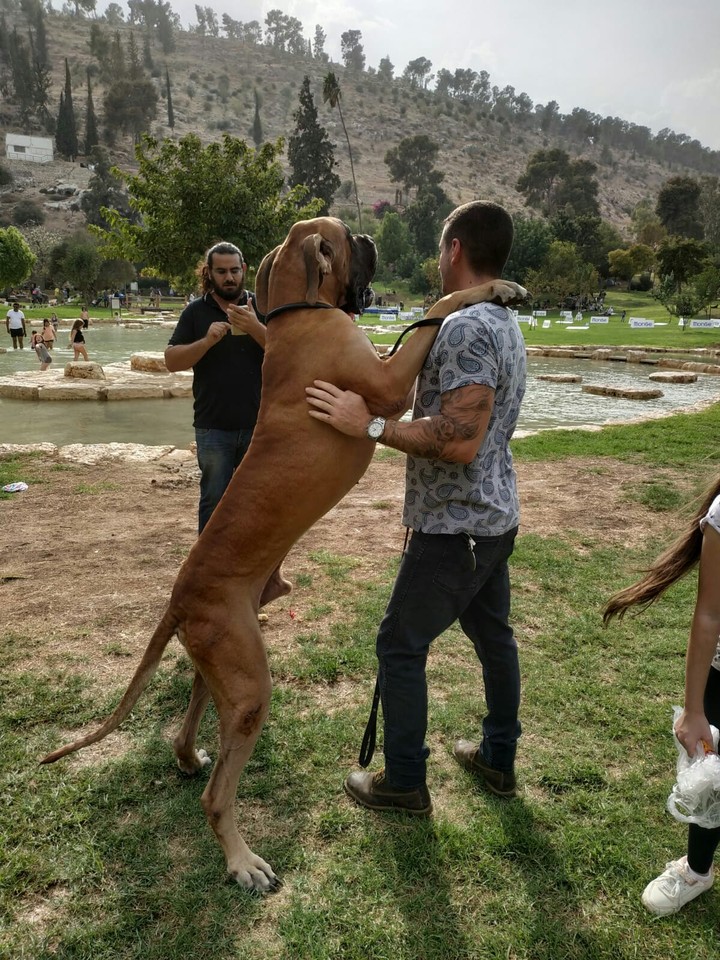 dogs