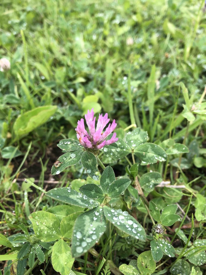 Morning dew