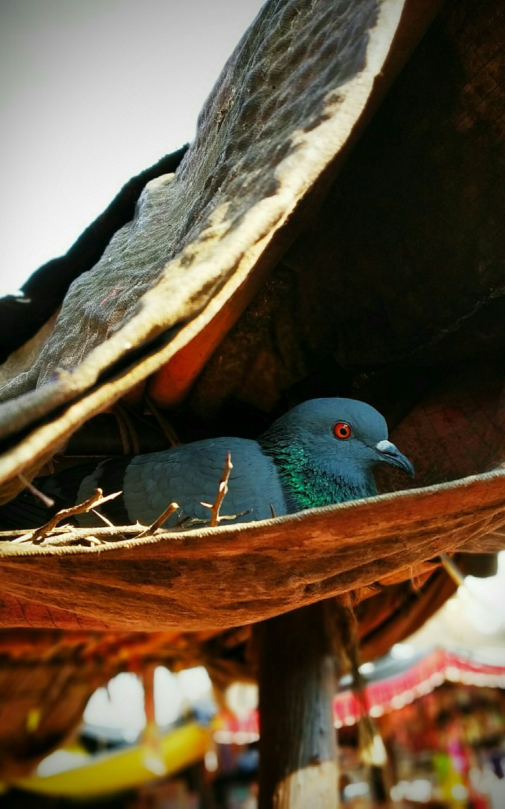 Peace of Pigeon