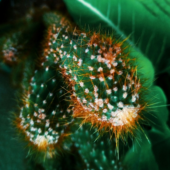 cactus