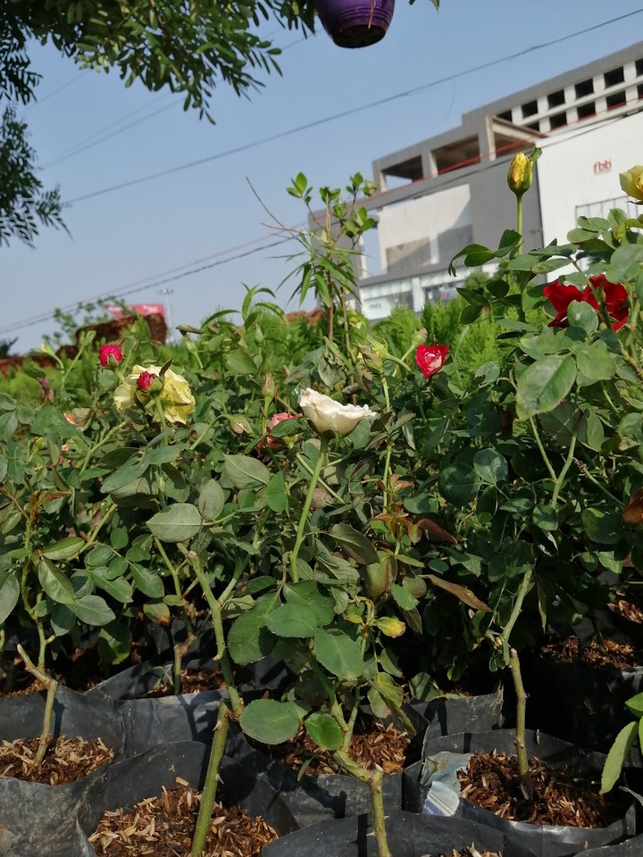 Flowers