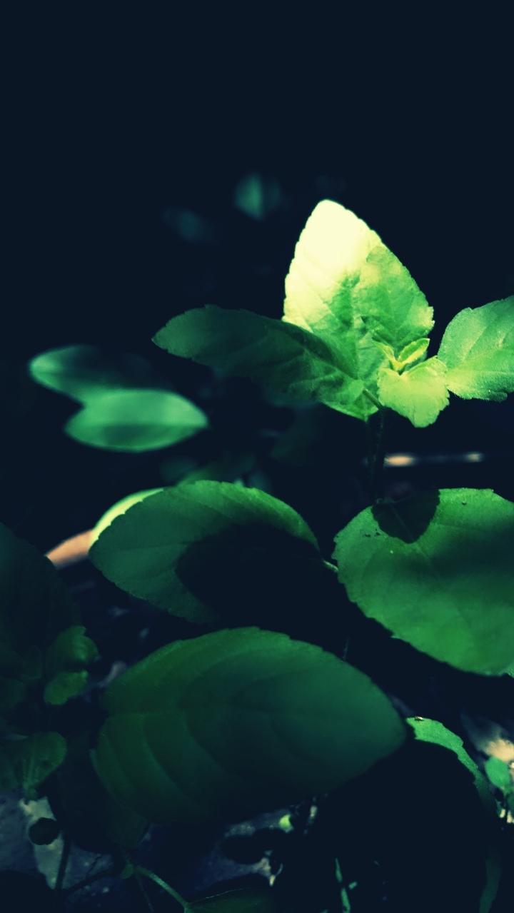 New Dawn