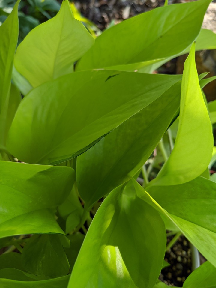 Neon Pothos 2
