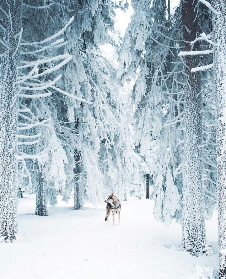 Snowy