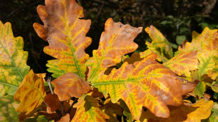 oak