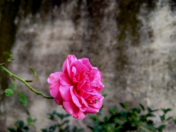 Pink beautiful flower ❤️