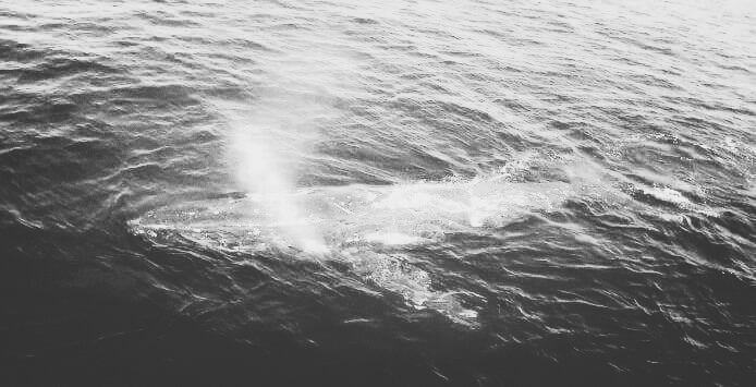 whale