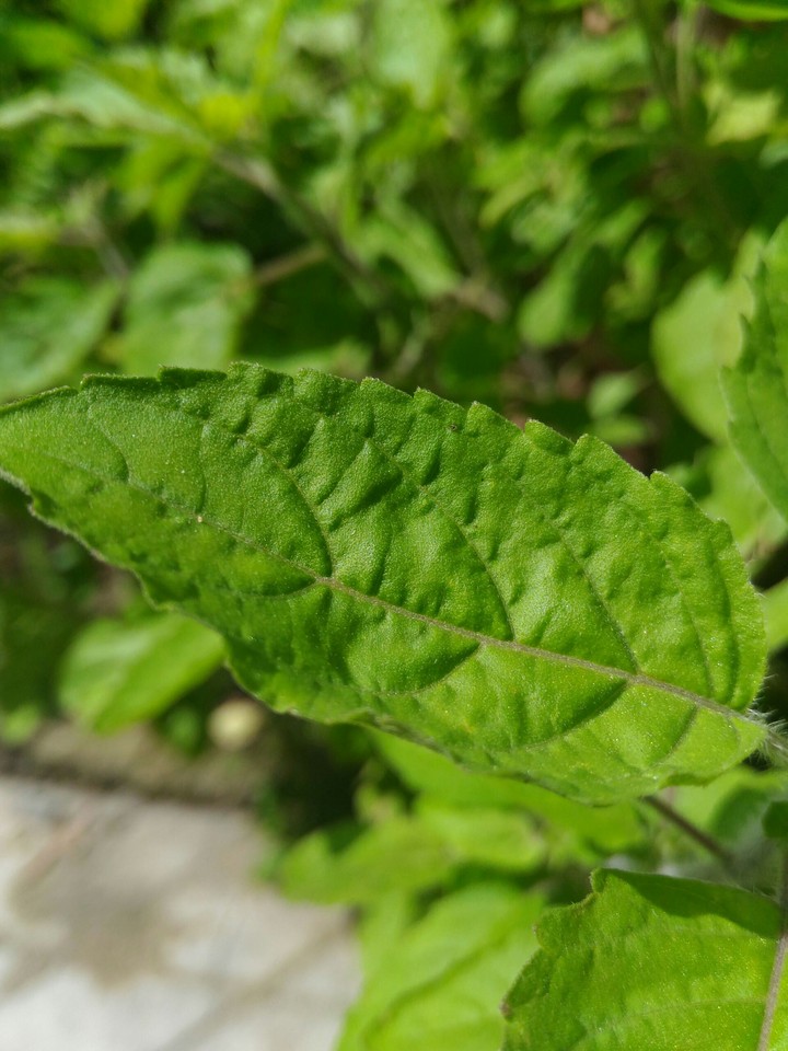 leaf