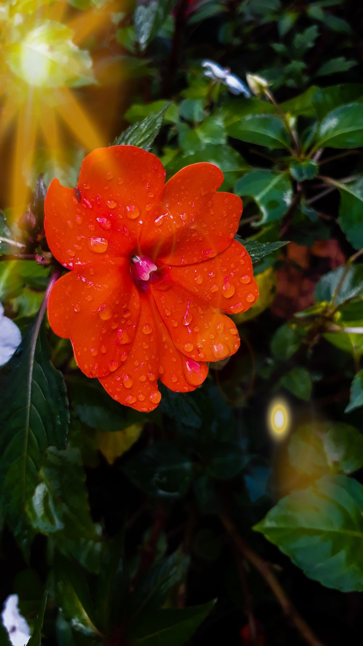 Red flowers