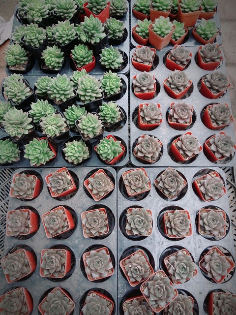 the flowers.