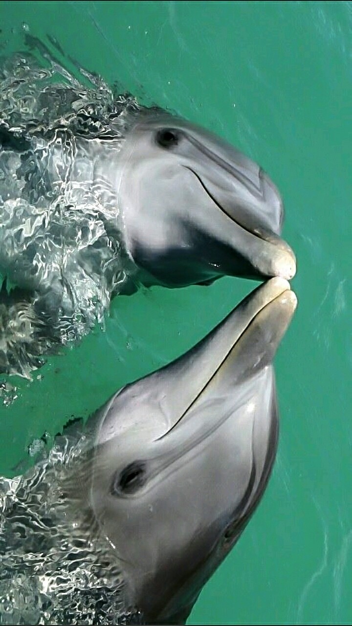 Flipper Flipper