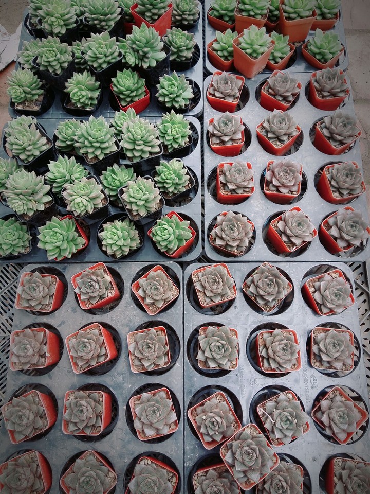 the flowers.