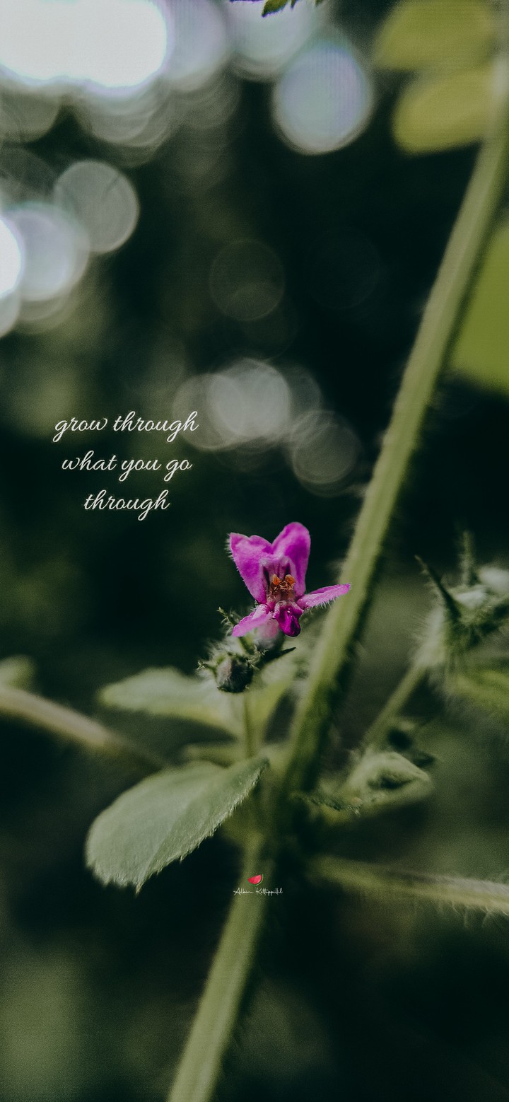 Wild Bloom