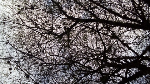 Árbol