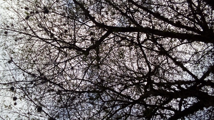 Árbol
