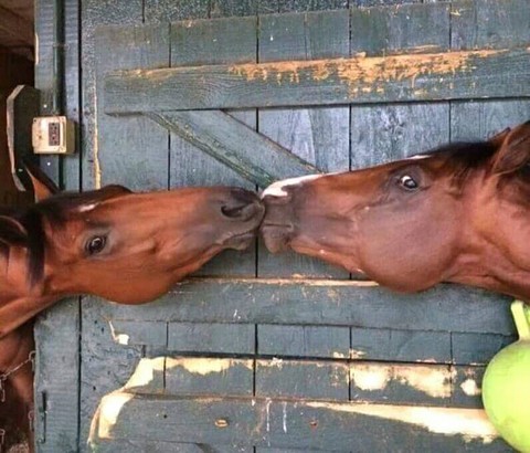 horses