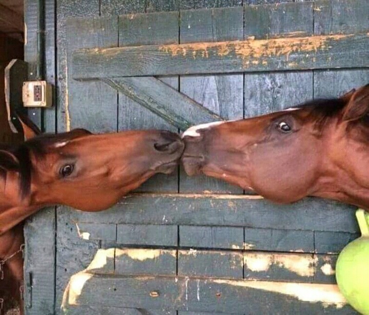 horses