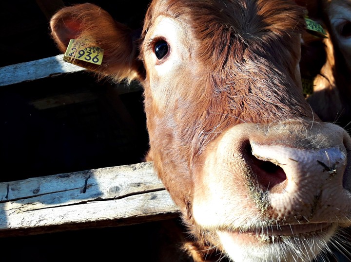 cattle
