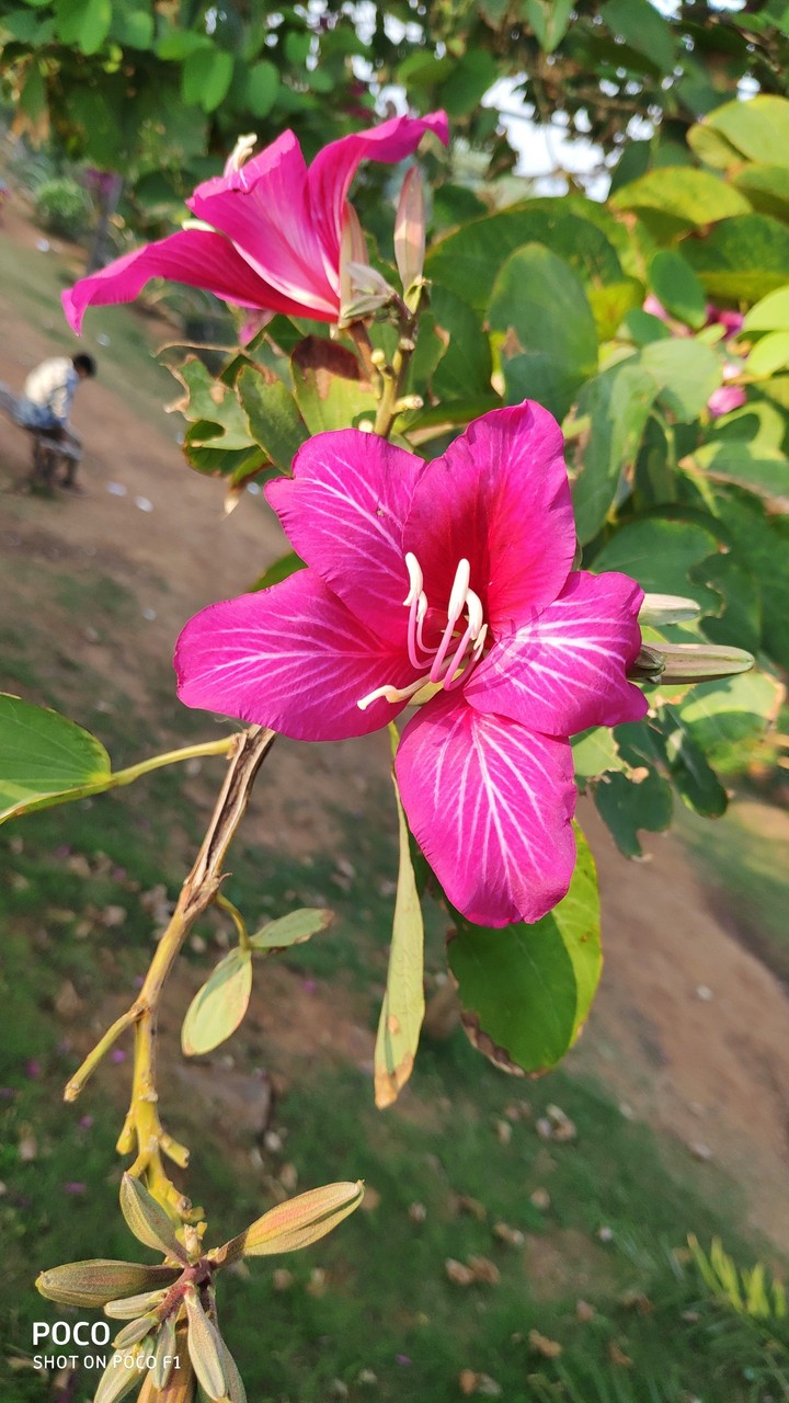flower